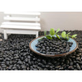 Hot selling Black kidney bean for export and High cost performance
